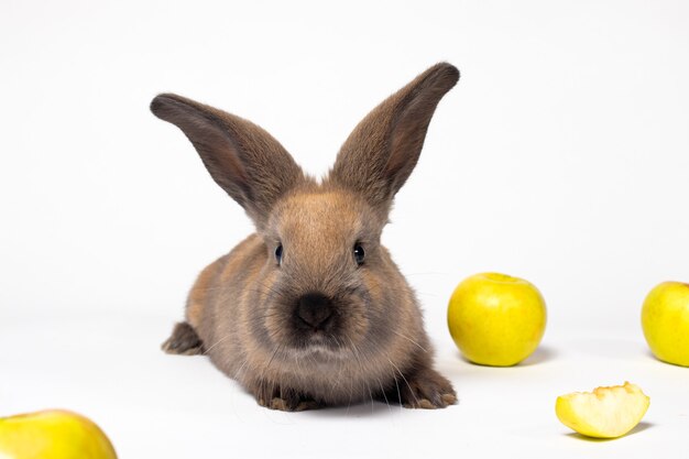 Conejo doméstico marrón con manzanas sobre un fondo blanco.