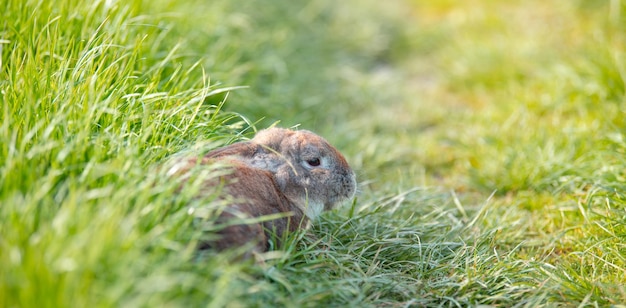 Foto conejo doméstico o conejo en un prado verde de primavera en la naturaleza animal lindo mascota de la vida silvestre en una granja