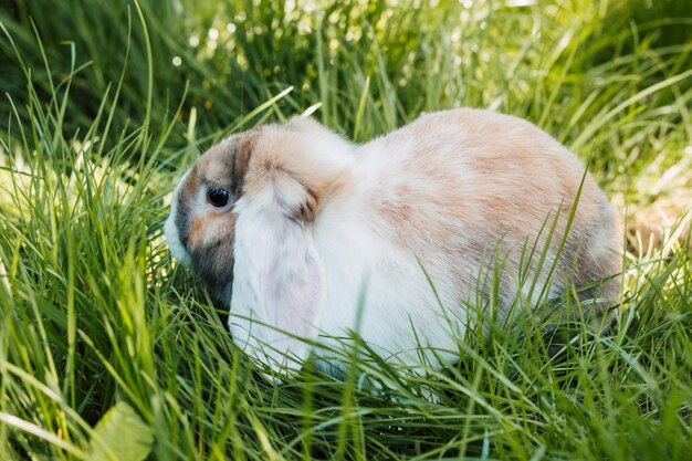 El conejo doméstico de orejas plegadas se sienta en una espesa hierba verde