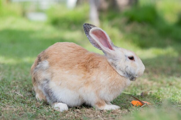 Conejo duerme en el suelo conejito pet holland lop