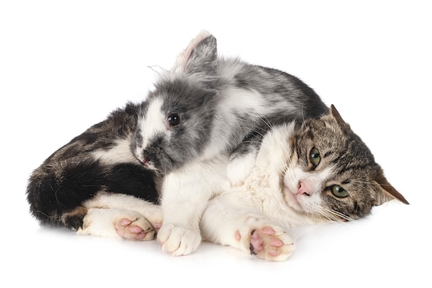 Conejo enano y gato