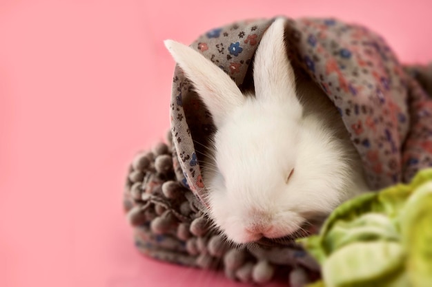 un conejo está envuelto en una manta con un fondo rosa