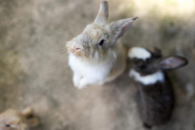 Un conejo está parado sobre sus patas traseras.