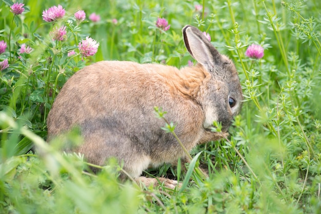 El conejo está sentado en un prado con hierba verde fresca y flores, primavera, vacaciones de Pascua