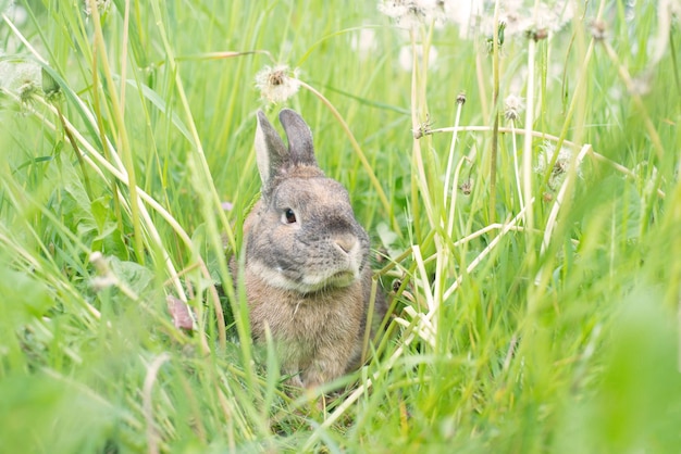 El conejo está sentado en un prado con hierba verde fresca y flores, primavera, vacaciones de Pascua