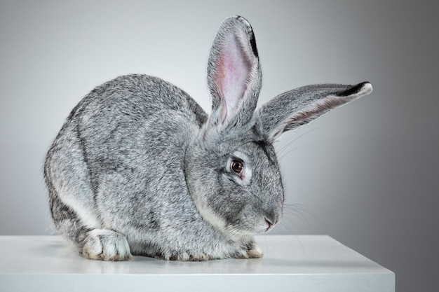 Foto conejo europeo o conejo común, 2 meses de edad, oryctolagus cuniculus contra un fondo gris