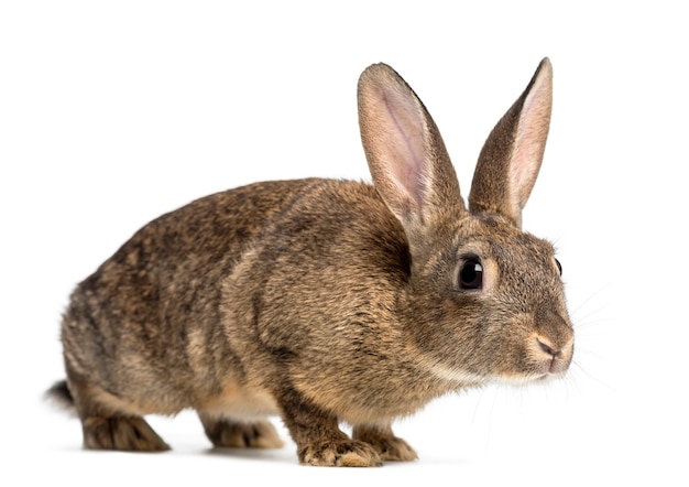 Conejo europeo o conejo común contra la superficie blanca