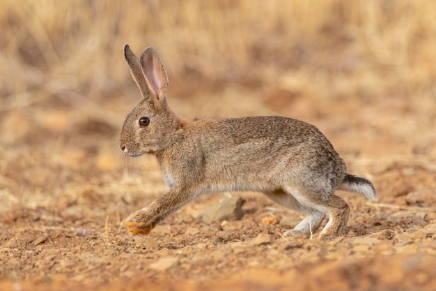 Conejo europeo o coney Oryctolagus cuniculus Toledo España