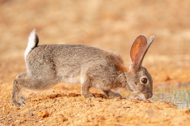 Conejo europeo o coney Oryctolagus cuniculus Toledo España