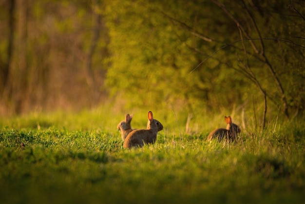 El conejo europeo Oryctolagus cuniculus en un prado