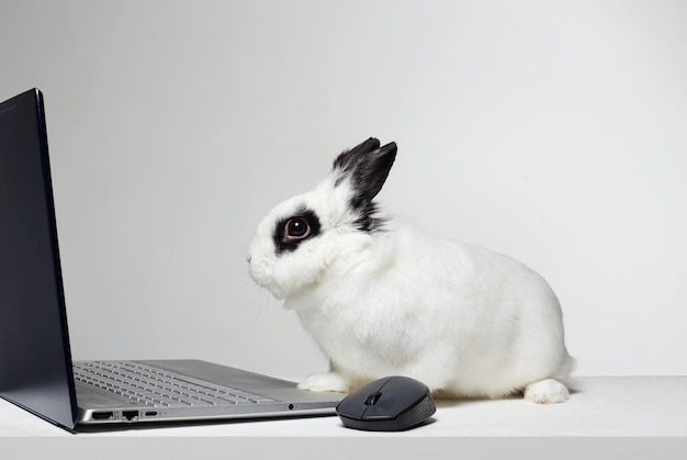 Conejo gracioso con mascota de computadora en la computadora portátil