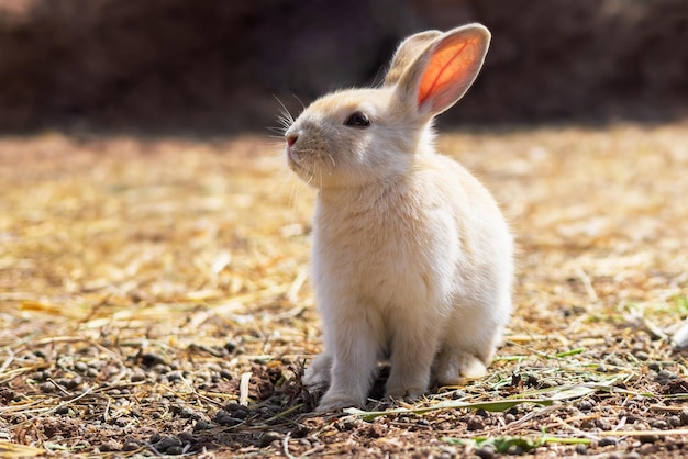 Conejo en la granja y sol.