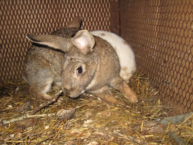 El conejo gris y bonito de la granja