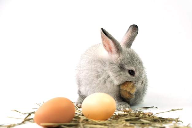 Conejo gris con huevos aislado en blanco