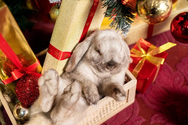 Un conejo gris lopeado duerme en una canasta cerca de cajas rojas con regalos debajo del árbol de Navidad