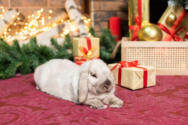 Un conejo gris lopeado se encuentra en la alfombra roja cerca de la caja de regalo.