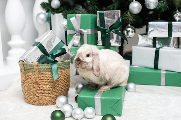 Un conejo gris lopeado se sienta en una caja de regalo debajo del árbol de Navidad