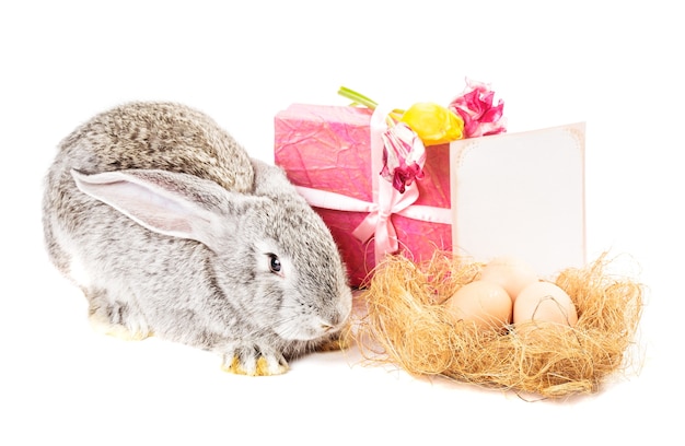 Conejo gris con tulipanes, huevos, caja de regalo y tarjeta de felicitación en blanco