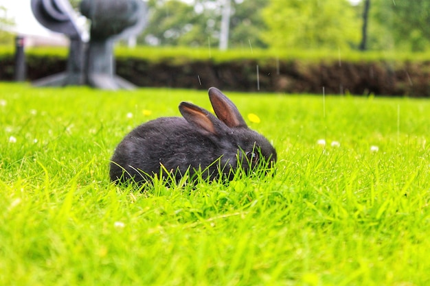 Foto conejo en la hierba en el campo