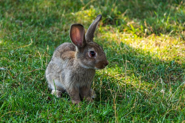 Un conejo en la hierba en un día de verano un conejito se sienta en la hierba verde