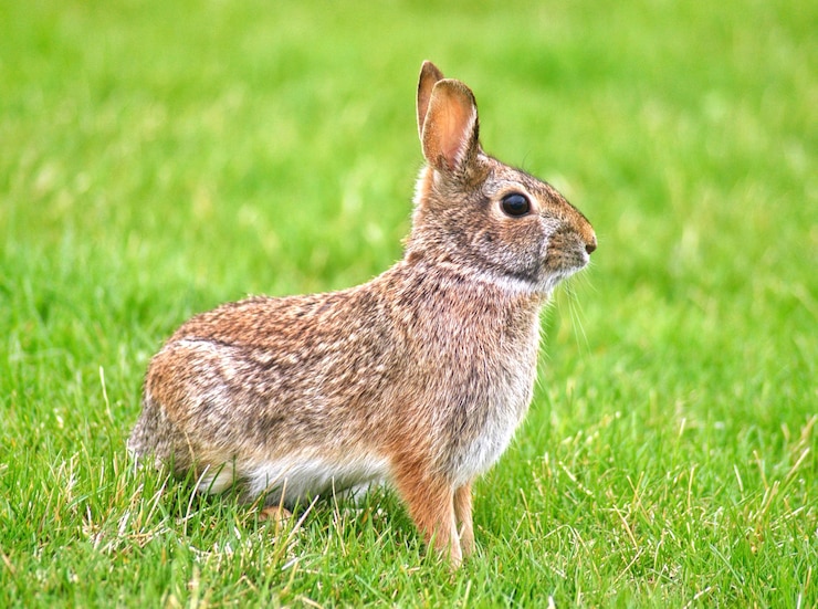 Foto un conejo en la hierba con la palabra conejo en él.