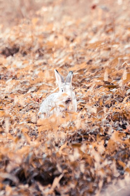 Foto conejo en la hierba