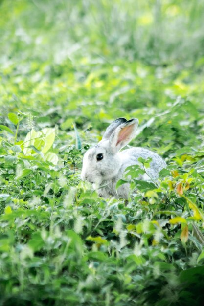 Foto conejo en la hierba