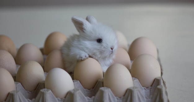 conejo con huevos en el paquete