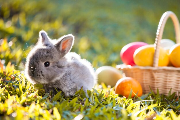 Conejo con huevos de Pascua en el campo