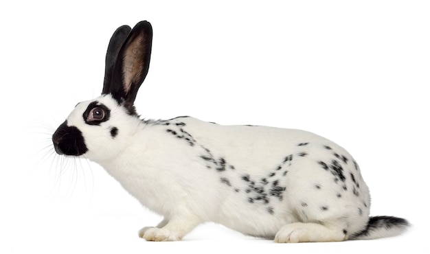 Conejo inglés spot aislado en blanco