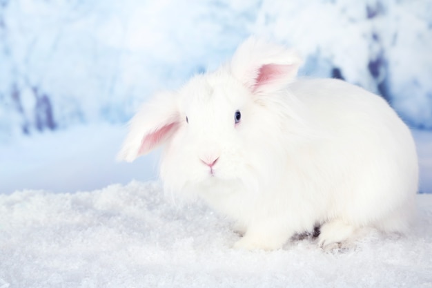 Conejo lindo blanco, sobre fondo de invierno