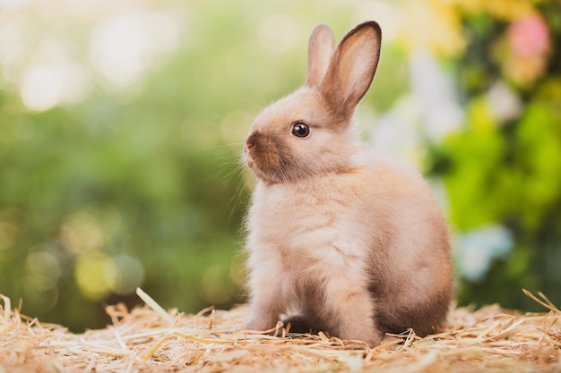 Conejo lindo en la naturaleza de primavera al aire libre con hierba de pradera en la vida silvestre de la granja animal de compañía en el jardín de mamíferos del concepto de pascua de verano y roedor conejito que tiene esponjoso y liebre con orejas largas y pelaje marrón