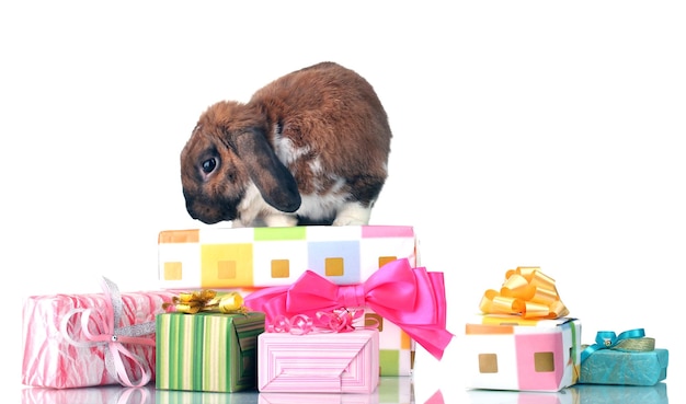 Foto conejo lopeared con cajas de regalo aislado en blanco