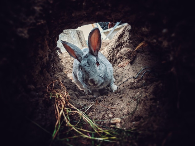 Foto conejo en una madriguera poco profunda en el suelo