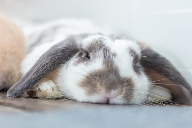 Conejo marrón y blanco Encantadora tumbada en el suelo. Split sobre un fondo blanco.