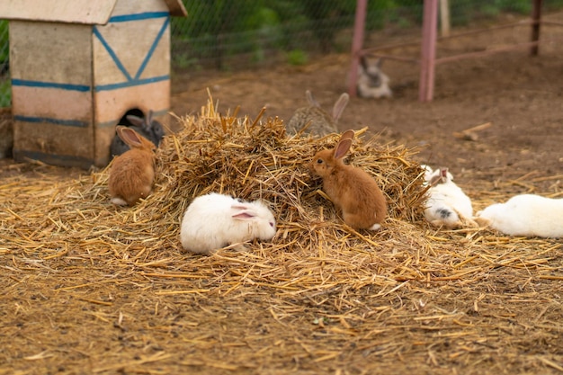 Conejo marrón conejito pascua naturaleza fondo blanco esponjoso verde lindo concepto roedor mascota para pequeños