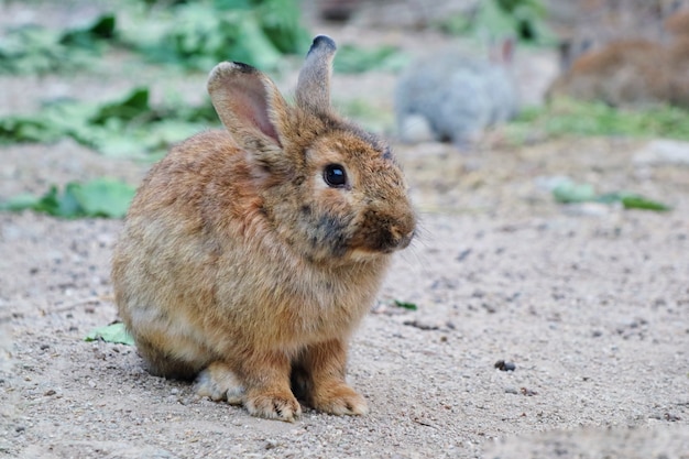 Un conejo marrón lindo que se sienta en la tierra con verde sale del fondo.