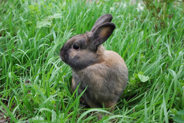 Conejo marrón sentado en la hierba