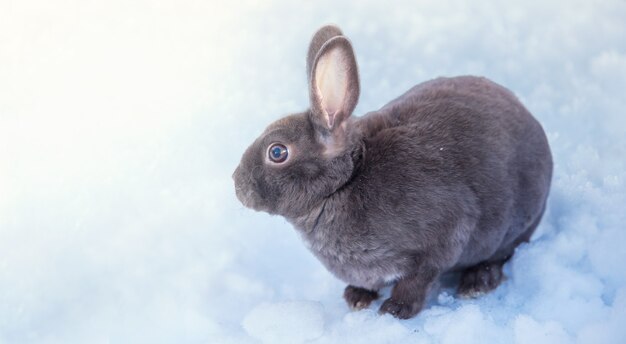 Conejo mascota gris esponjoso sentado sobre un fondo nevado