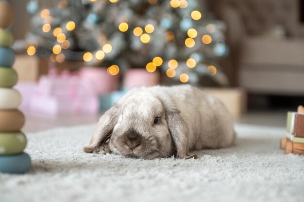 Un conejo mascota con largas orejas colgantes se sienta en una alfombra con un árbol de Navidad en el interior