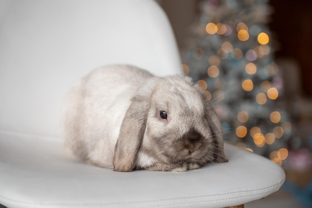 Un conejo mascota con largas orejas colgantes se sienta en el fondo de un árbol de Navidad