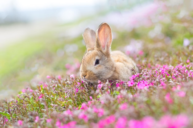 Conejo de mascota pelirrojo sentado en la hierba verde con flores rosas foto de primer plano de una mascota