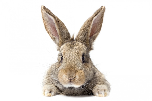 Conejo mullido gris que mira el letrero. Aislado en el fondo blanco Conejo de Pascua