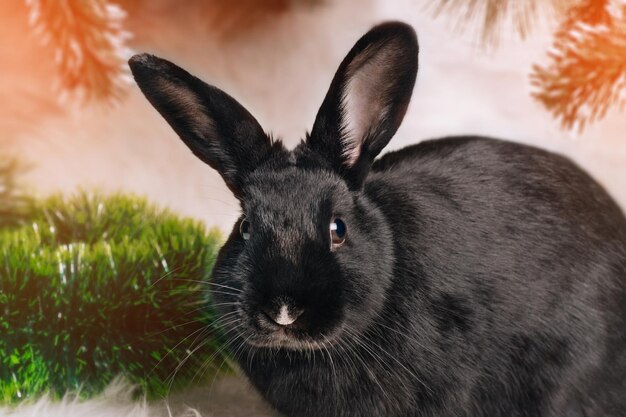 Conejo negro 2023 abeto de primer plano en el fondo Símbolo del año Calendario chino Vacaciones