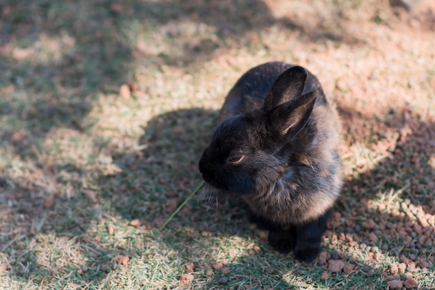 El conejo negro está comiendo la hierba en la tierra.