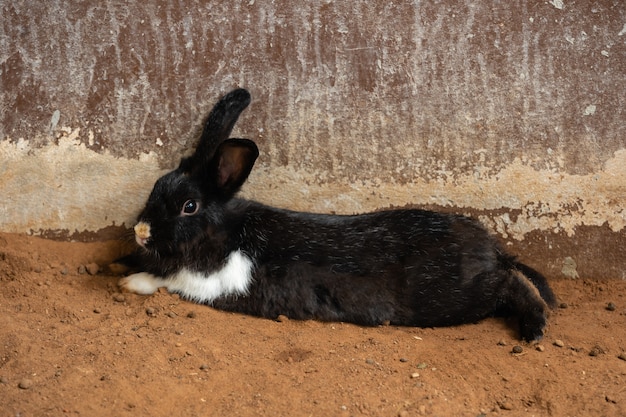 Foto conejo negro o conejo o liebre descansando en el suelo