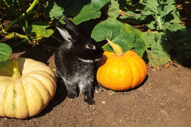 Un conejo negro se sienta entre calabazas maduras en el jardín cuando hace sol