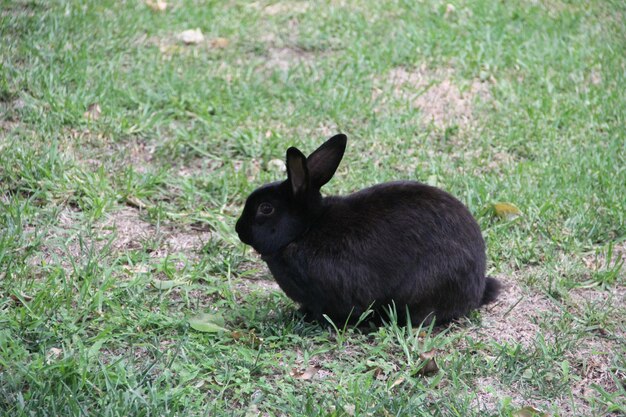 Un conejo negro tendido en la hierba.