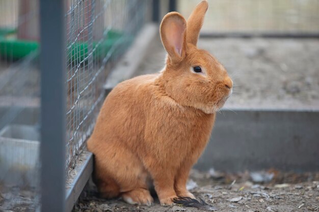 Conejo de Nueva Zelanda rojo esponjoso en la pajarera