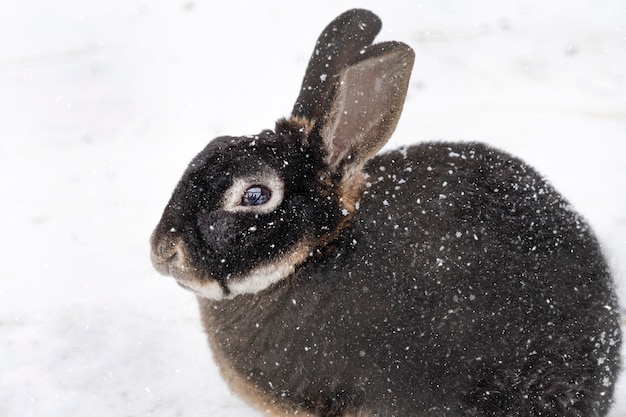 Conejo o liebre congelado. Lindo animal, conejito con orejas grandes sentado en la nieve en un día frío de invierno con nevadas